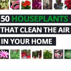 50 houseplants that clean the air