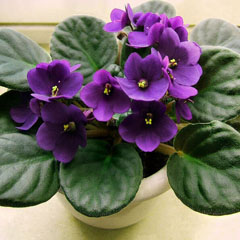 Saintpaulia African violet