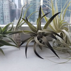 Tillandsia Air Plants