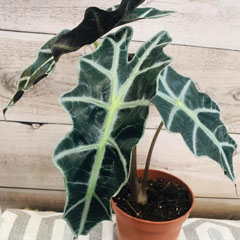 Alocasia Kris Plant Elephant Ear