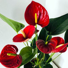 Anthurium Painters Palette Flamingo Flower