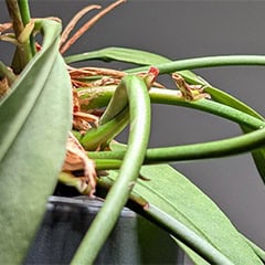 Anthurium Vittariifolium Strap Leaf