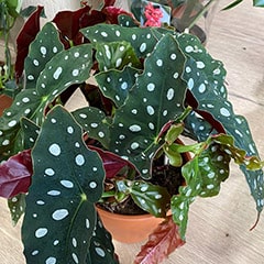 Begonia Angel Wing Rex