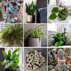 33 Plants for the Bedroom