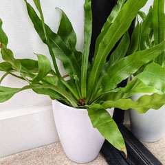 Asplenium Nidus Birds Nest Fern