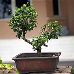 Bonsai Tree