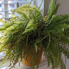 Boston Fern Nephrolepis exaltata