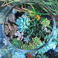 How to make a Bottle Garden Terrarium