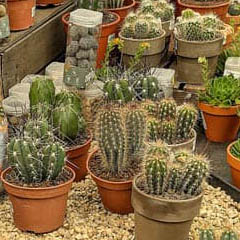 Cactus Cacti