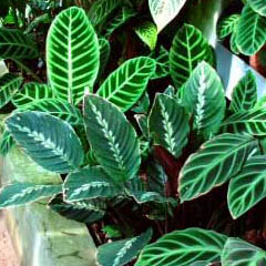 Calathea Peacock Zebra Rattlesnake Plant