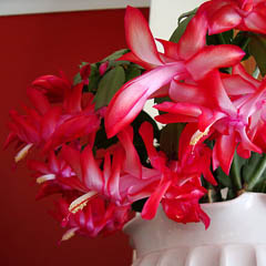 Schlumbergera Buckleyi Christmas Thanksgiving Cactus