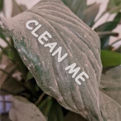 How to clean Houseplants