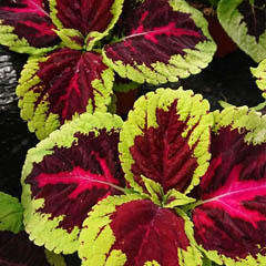 Coleus Blumei Painted Nettles Plectranthus scutellarioides