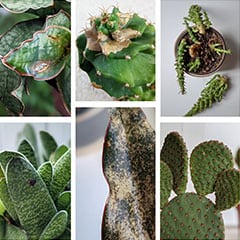 Succulents with different issues and problems