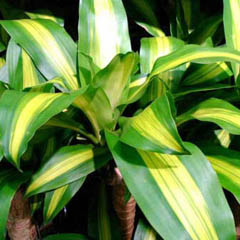 Dracaena Fragrans Corn Plant