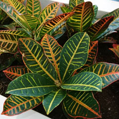 Codiaeum variegatum pictum Croton Josephs Coat