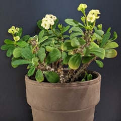 Crown of Thorns Euphorbia Milii