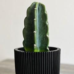 A small Cuddly Cactus, Cereus Jamacaru