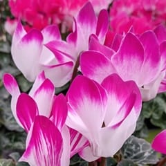 Cyclamen Persicum Florists Cyclamen