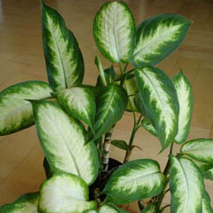 Dieffenbachia Dumb Cane Leopard Lily