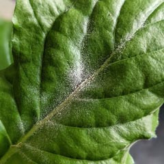 Identification and Treatment for Houseplant Diseases