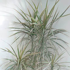 Dracaena Marginata Madagascar Dragon Tree