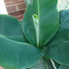 Musa Banana Dwarf Cavendish