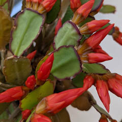 Schlumbergera Gaertneri Easter Cactus