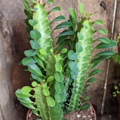 Euphorbia Trigona African Milk Tree