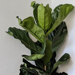 Fiddle Leaf Fig Ficus Lyrata