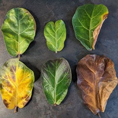 Fiddle-Leaf Fig Problems and Common Issues