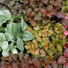 Fittonia Nerve Plant