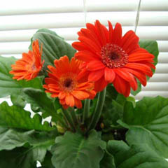 Gerbera Jamesonii African Transvaal Daisy