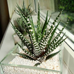 Haworthia Zebra Cactus Pearl and Star Window Plant