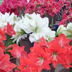 Hippeastrum Amaryllis