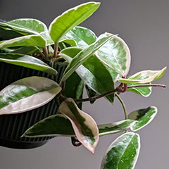 Cae guide for Hoya carnosa Wax Plant