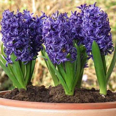 Hyacinthus Orientalis Dutch Hyacinth