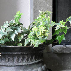 Hedera Helix English Ivy