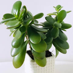 Crassula ovata Jade Money Plant