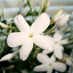 Jasminum Polyanthum Chinese Star Jasmine