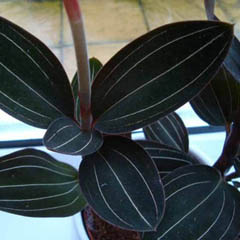 Jewel Orchid Ludisia discolor