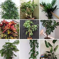 18 large plants for your home
