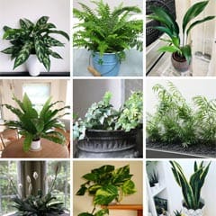 12 houseplants For Low Light
