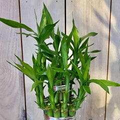 Dracaena Sanderiana Lucky Bamboo