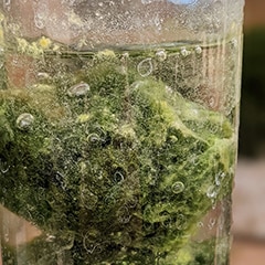 Marimo Moss Balls Problems