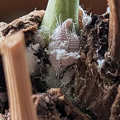 Mealybugs on houseplants