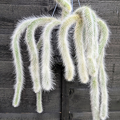 monkey tail cactus cleistocactus colademononis