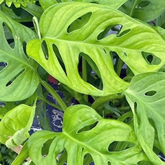 Monstera Adansonii Swiss Cheese Vine Monkey Mask