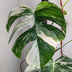 Monstera Albo leaf