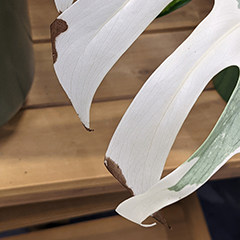 monstera albo leaf with brown edges